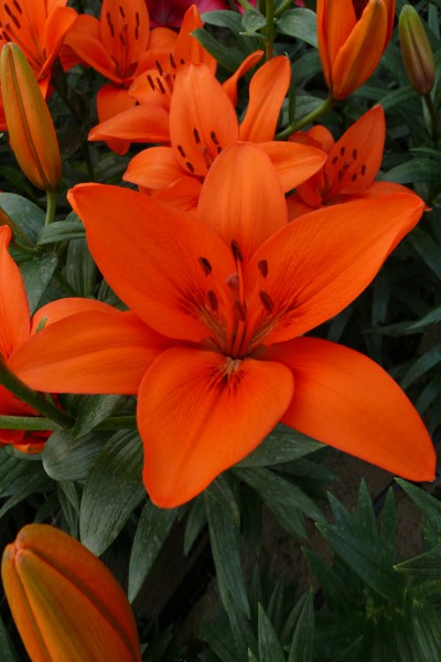 Orange Summer 5 lilly bulbs