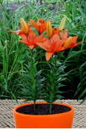 lily bulb Orange Summer