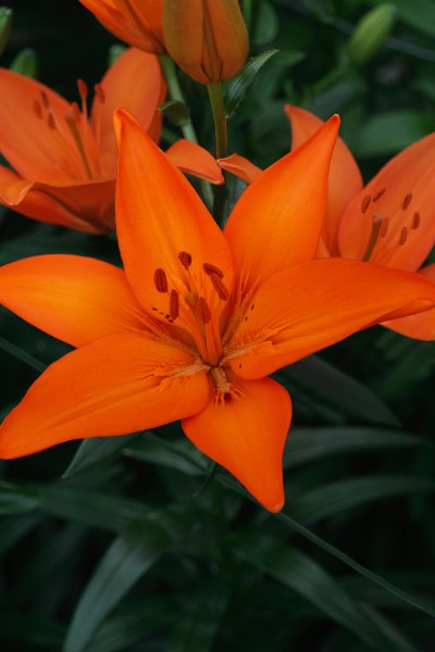 lily bulb Orange Ton