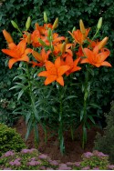 lily bulb Orange Ton