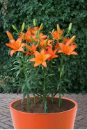 lily bulb Orange Ton