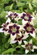 lily bulb Patricias Pride