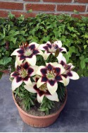 lily bulb Patricias Pride