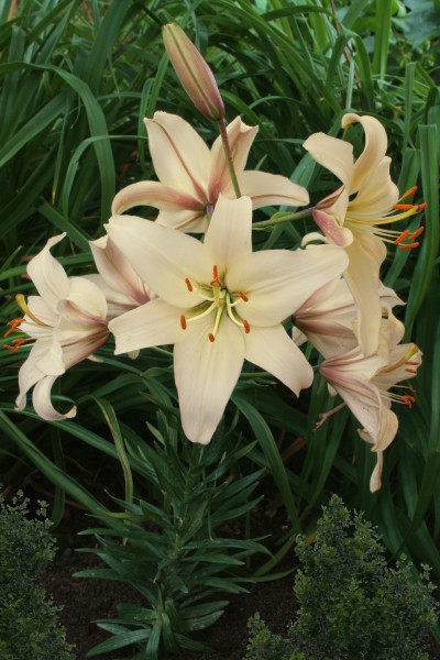 Pearl Frances 5 lilly bulbs