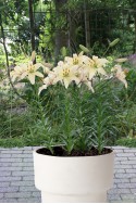 lily bulb Pearl Frances