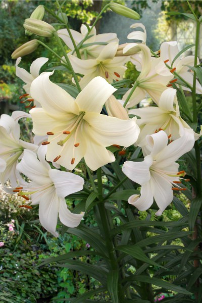 Pearl White 5 lilly bulbs