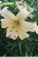 lily bulb Pearl White