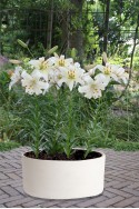 lily bulb Pearl White