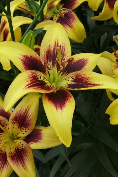 lily bulb Pieton