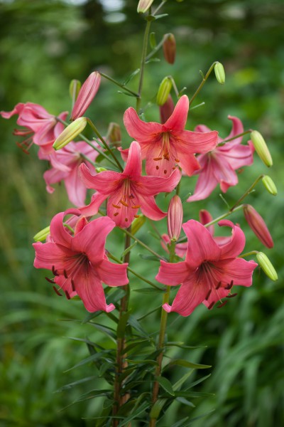 Pink Flight 5 lilly bulbs