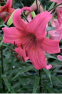 lily bulb Pink Flight