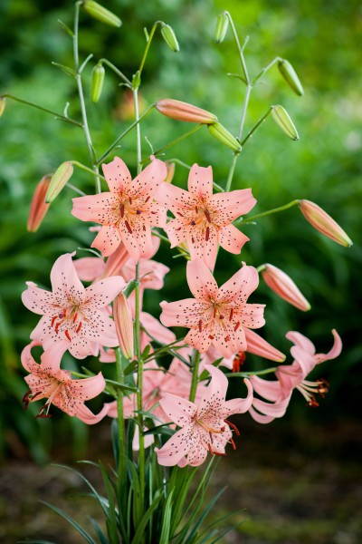 lily bulb Pink Giant