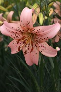 lily bulb Pink Giant