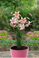 lily bulb Pink Giant