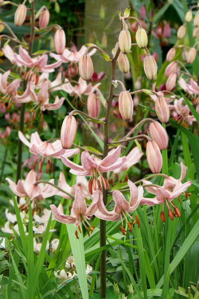 Pink Morning 5 lilly bulbs