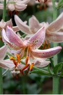 lily bulb Pink Morning