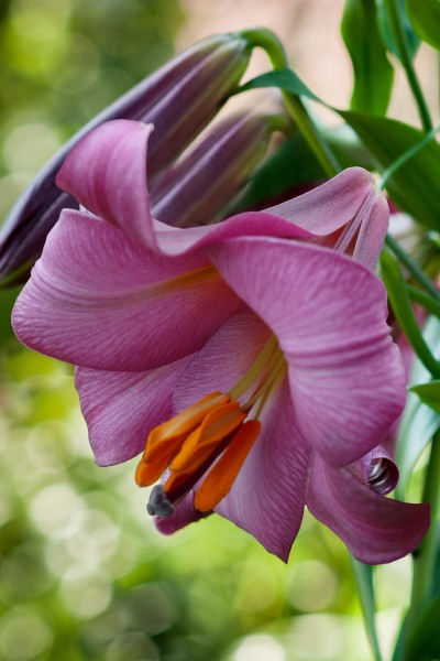 Pink Perfection 5 lilly bulbs