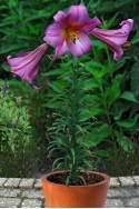 lily bulb Pink Perfection