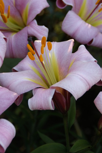 Pink Planet 5 lilly bulbs