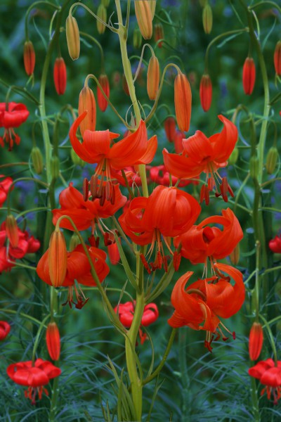 lily bulb Pumilum (Tenuifolium)
