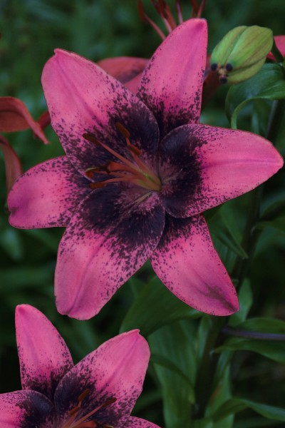 lily bulb Purple Dream