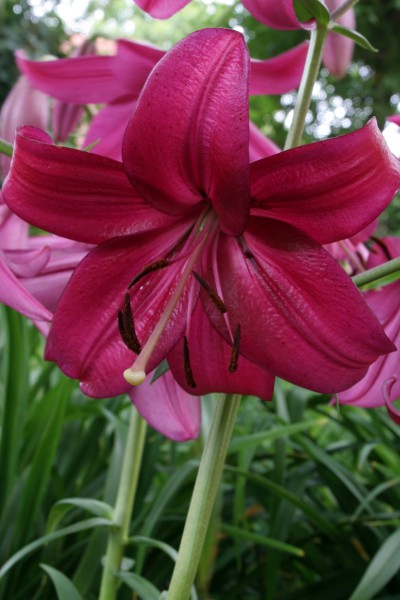 lily bulb Purple Marble