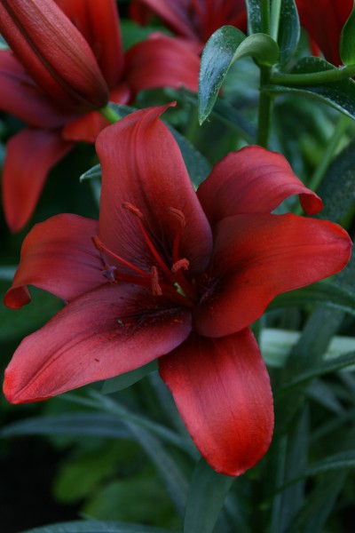 Red County 5 lilly bulbs