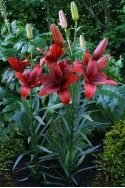 lily bulb Rapid Red