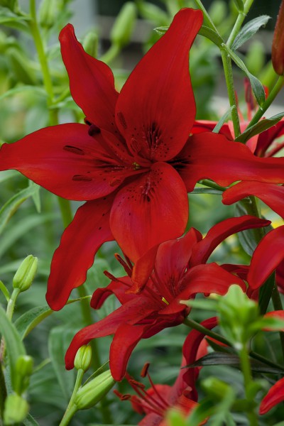 lily bulb Red County
