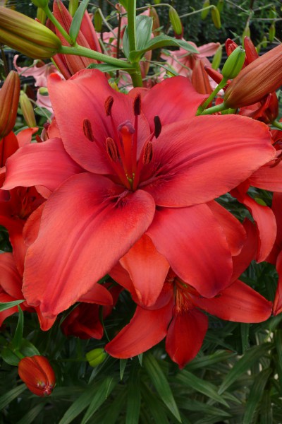 lily bulb Red Highland