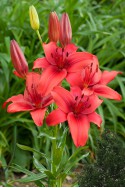 lily bulb Red Highland