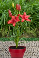 lily bulb Red Highland