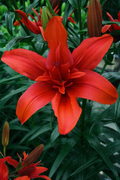 Red Twin 5 lilly bulbs