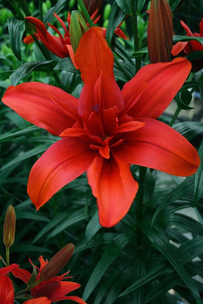 lily bulb Red Twin