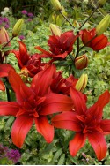 lily bulb Red Twin