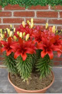 lily bulb Red Twin