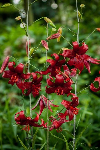 Red Velvet 5 lilly bulbs