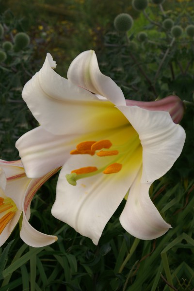 lily bulb Regale