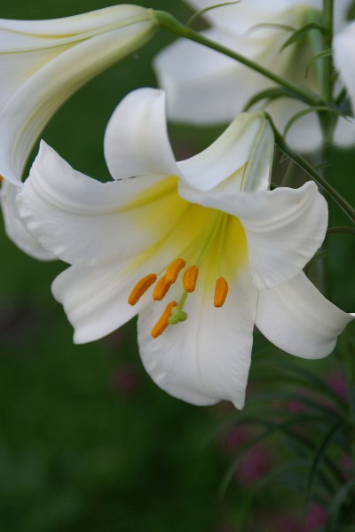 lily bulb Regale Album