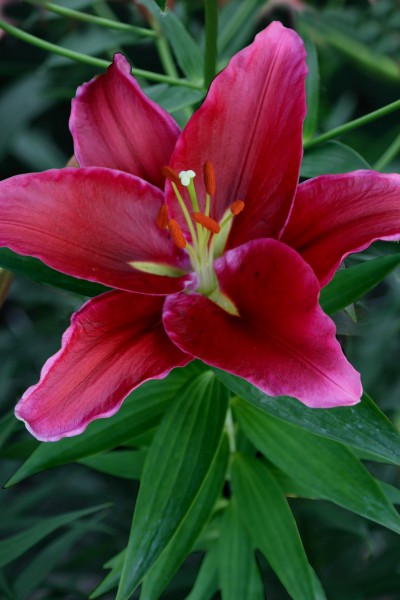 Rosenka
