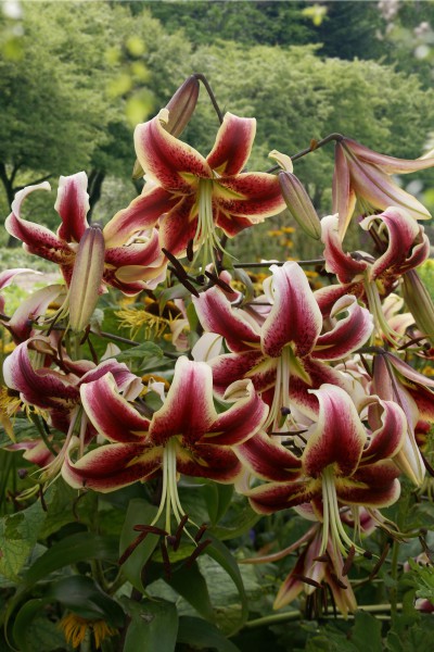 lily bulb Scheherazade