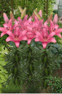 lily bulb Sentosa
