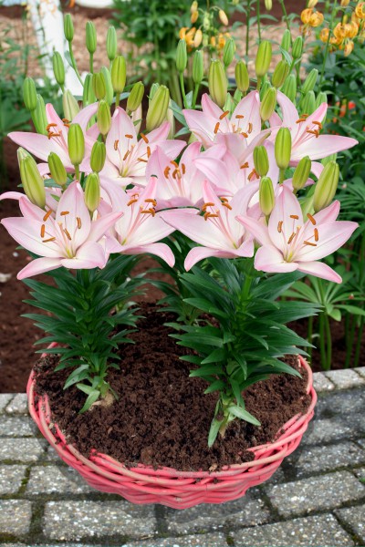 lily bulb Sorocaba