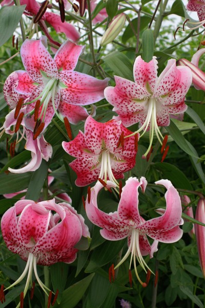 lelie bollen Spec. Var. Rubrum Uchida