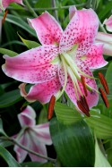 lily bulb Spec. Var. Rubrum Uchida