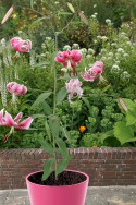 lily bulb Spec. Var. Rubrum Uchida