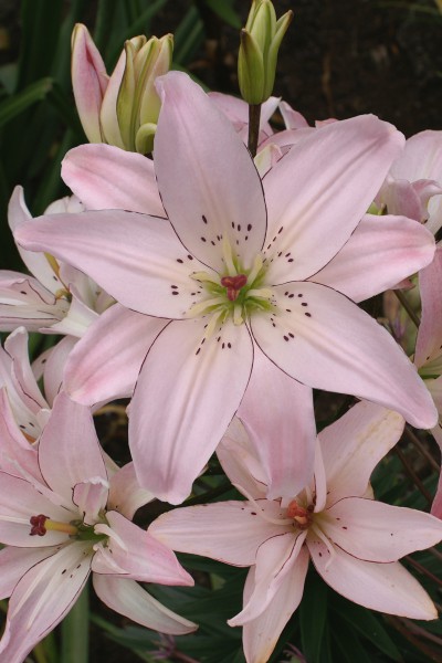 lily bulb Spring Pink