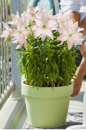 lily bulb Spring Pink