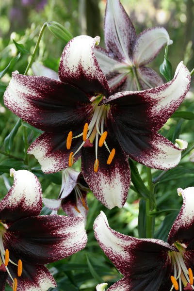 Stracciatella Event 5 lilly bulbs
