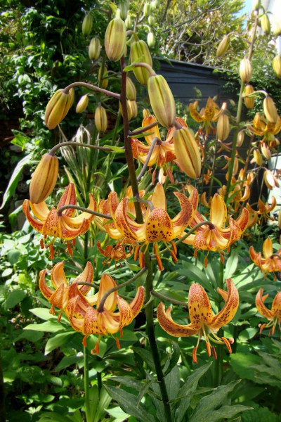 lily bulb Sunny Morning